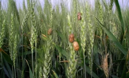 خسارت ۸۰ درصدی گندم دیم