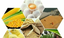 بانک مرکزی بدهکار، مرغداران درمانده؛ خطر گرانی در راه است