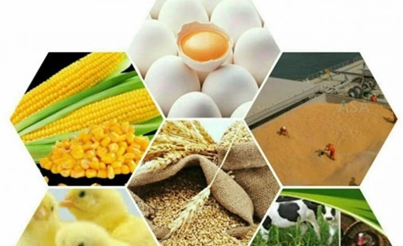 بانک مرکزی بدهکار، مرغداران درمانده؛ خطر گرانی در راه است